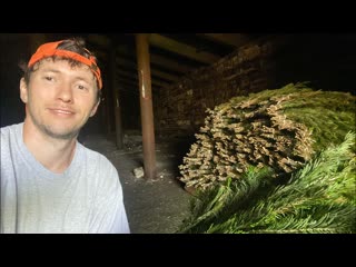 Заготовка пихты летом/ как хранить пихту/ пихтовые веники