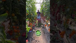 Держите лайфхак 🏡 ДАЧНЫЙ ЛАЙФХАК #дача #лайфхакидлядачи #полезныесоветы #навсеруки