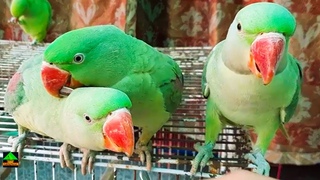 My Daily Morning Routine With My Cute Green Parrots
