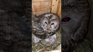 Мамуля - совуля и сладулики - совулики  #сова #совята #owl #owls #музейсовушек #филосовия