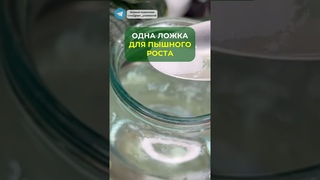 Средство из аптеки для пышного роста #сад #огород #дача #садоводство #растения #лайфхаки #цветы