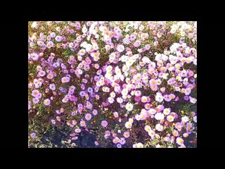 Астры Аsters. #video