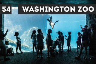 Washington ZOO / день 54