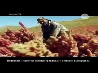 Амарант Зерно от Бога  Правда о долголетии