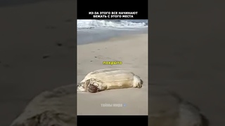Это потрясло всех в Австралии