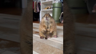 Poppys busy being a chonk