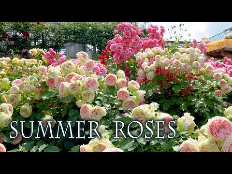 Summer Roses of Keisei Rose Garden 2022. ,京成バラ園 , 4k ,