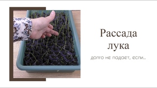 Стрижку лука можно отложить... Если рассада лука начинает падать, что делать?