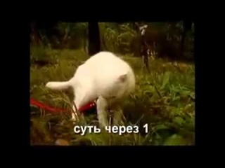 Смешное_видео