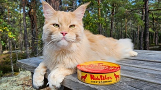 Cat Tries Surstrmming - The Smelliest Food In the World!
