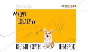 Хочу собаку. В чем секрет популярности собак породы вельш-корги-пемброк