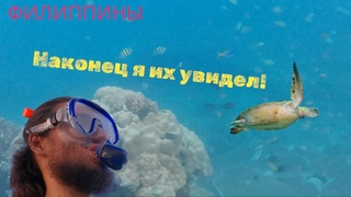 ОГРОМНЫЕ ЧЕРЕПАХИ ВОЗЛЕ ДОМА! / ОСТРОВ НЕГРОС, ФИЛИППИНЫ