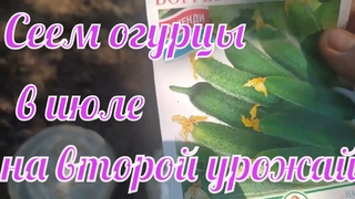 Посев огурцов в июле на осенний урожай.